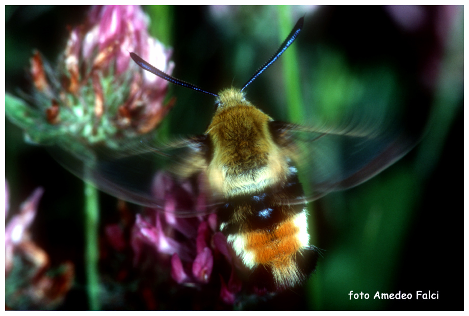 Hemaris tityus nelle Madonie (PA).